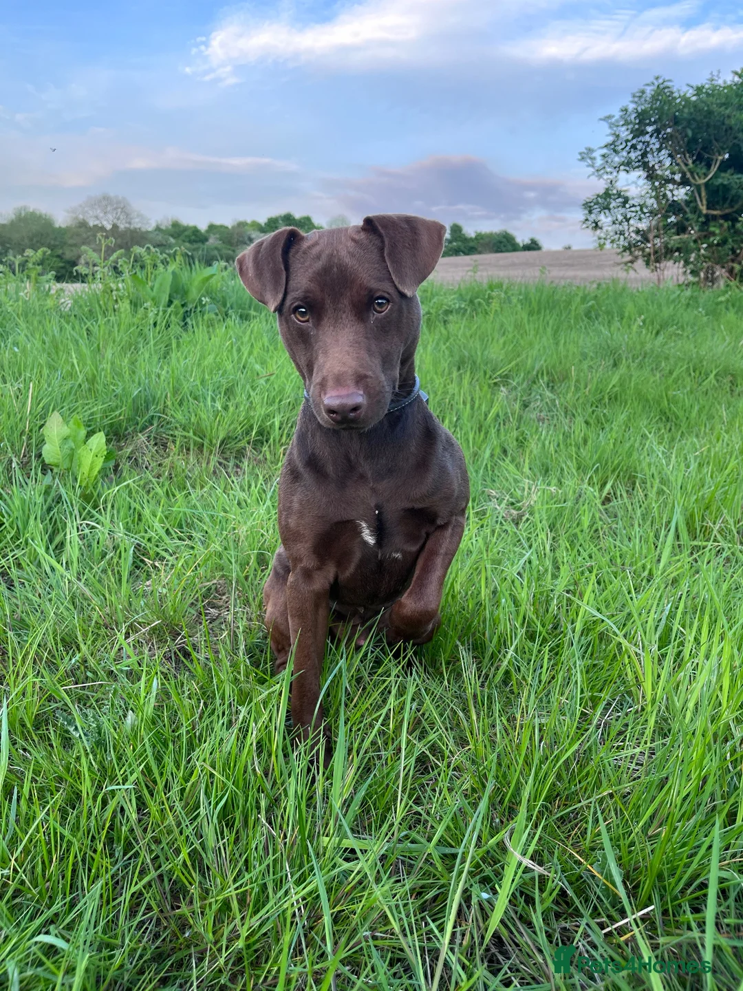 Patterdale Terrier dogs for stud: Working Chocolate Patterdale For Stud  in Wakefield - Advert 9