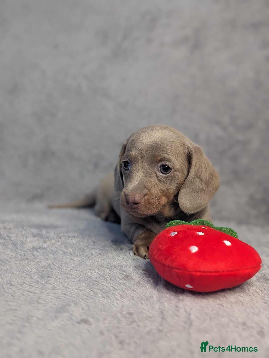 Miniature Dachshund dogs for sale: Adorable little of miniature daschunds  - Advert 30
