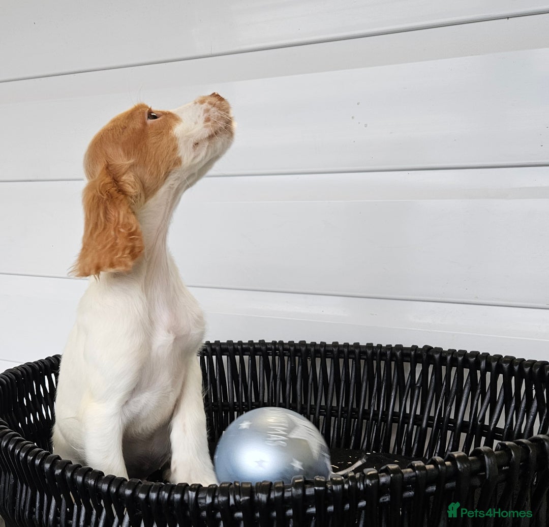 Cocker Spaniel dogs for sale: Working type rare marking cocker spaniels - Advert 24