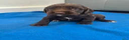 Sprocker dogs for sale: Fully DNA Health Tested F1 Sprocker Puppies - Advert 15