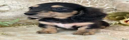 Miniature Dachshund dogs for sale: KC Long Coat Miniature Dachshund Puppies - Advert 5