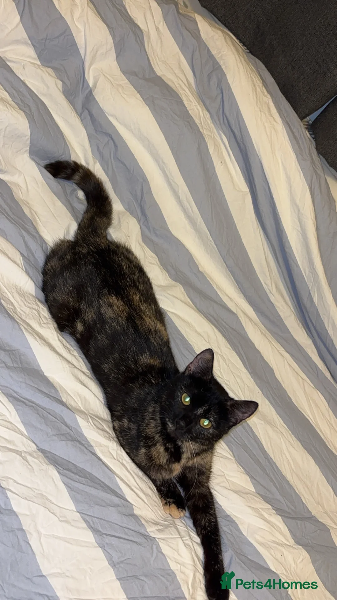 Mixed Breed cats for sale: Beautiful Blue female in London - Advert 2