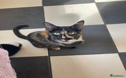 Mixed Breed cats for sale:  Beautiful Female cat - Image 1