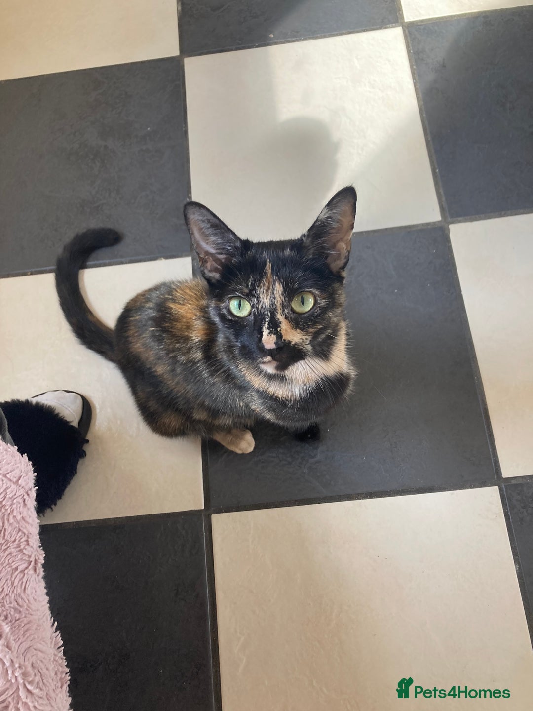 Mixed Breed cats for sale:  Beautiful Female cat - Image 1