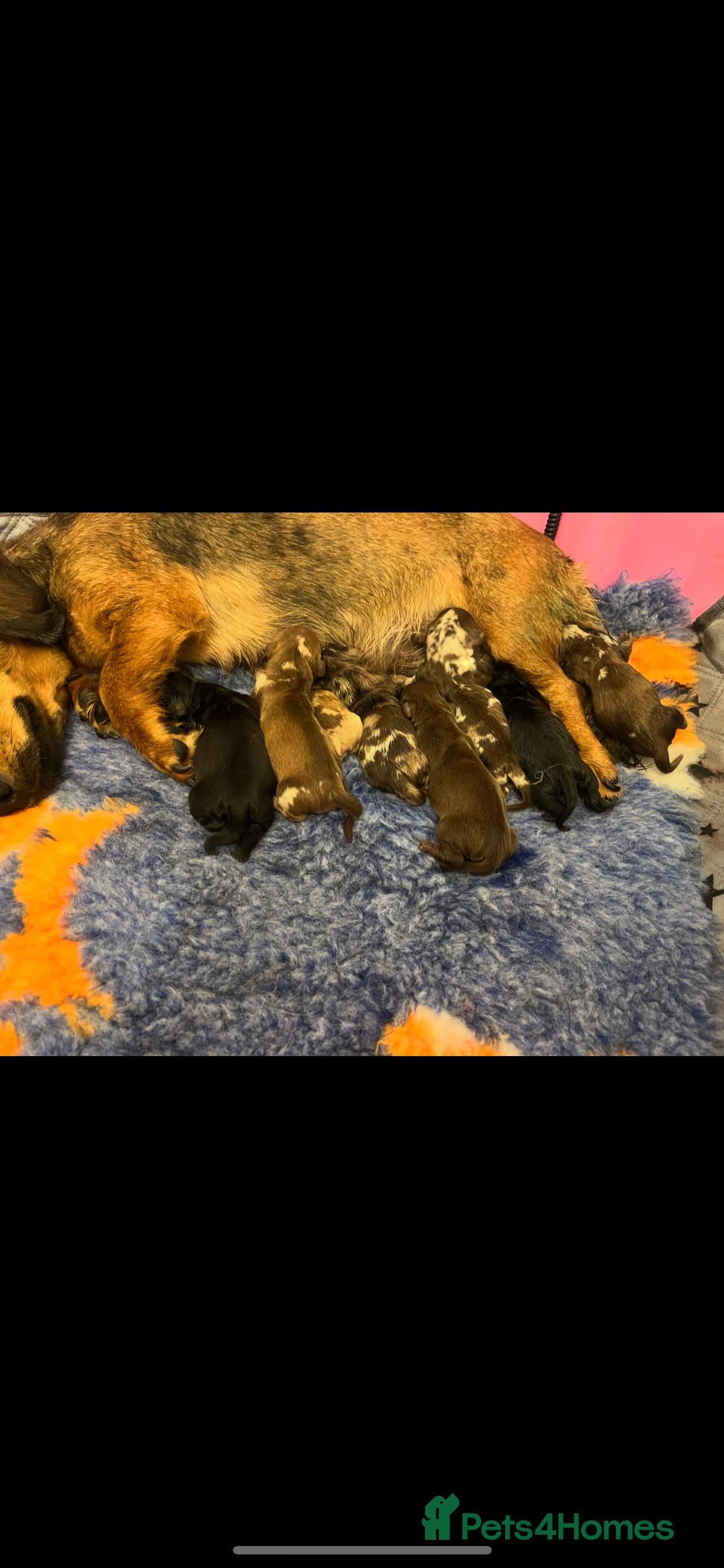 Miniature Dachshund dogs Long Haired Black & Tan Male Puppy - Advert 16