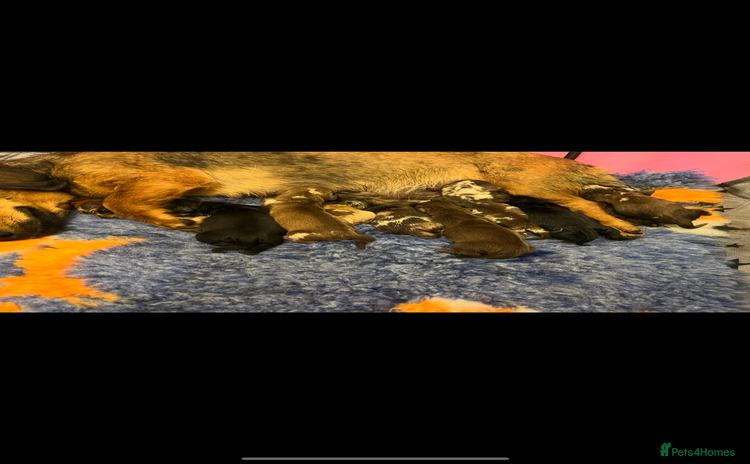 Miniature Dachshund dogs Long Haired Black & Tan Male Puppy - Advert 11