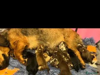 Miniature Dachshund dogs Long Haired Black & Tan Male Puppy - Advert 5