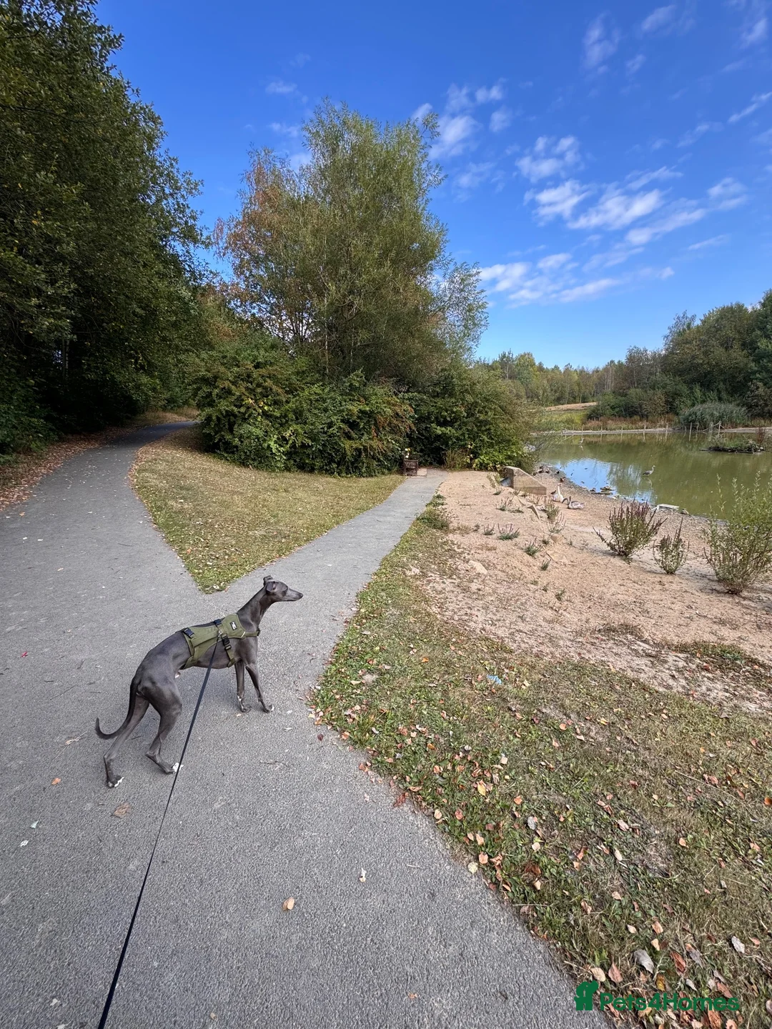Whippet dogs for sale: Male blue whippet 1 year - Advert 6