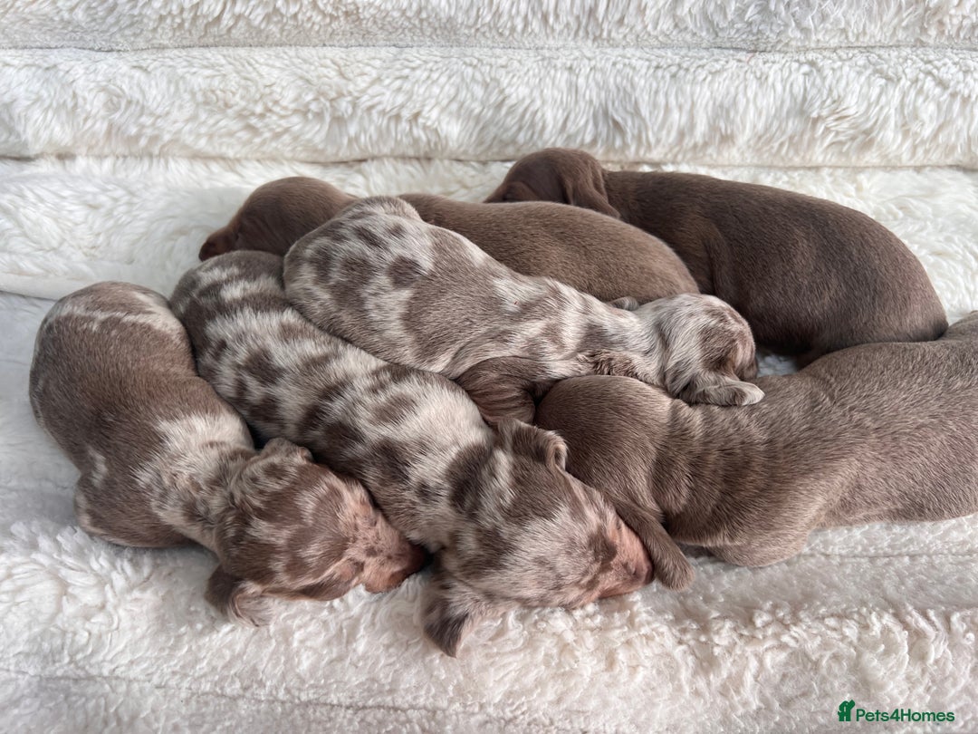 Miniature Dachshund dogs for sale: Miniature dachshunds  - Image 7