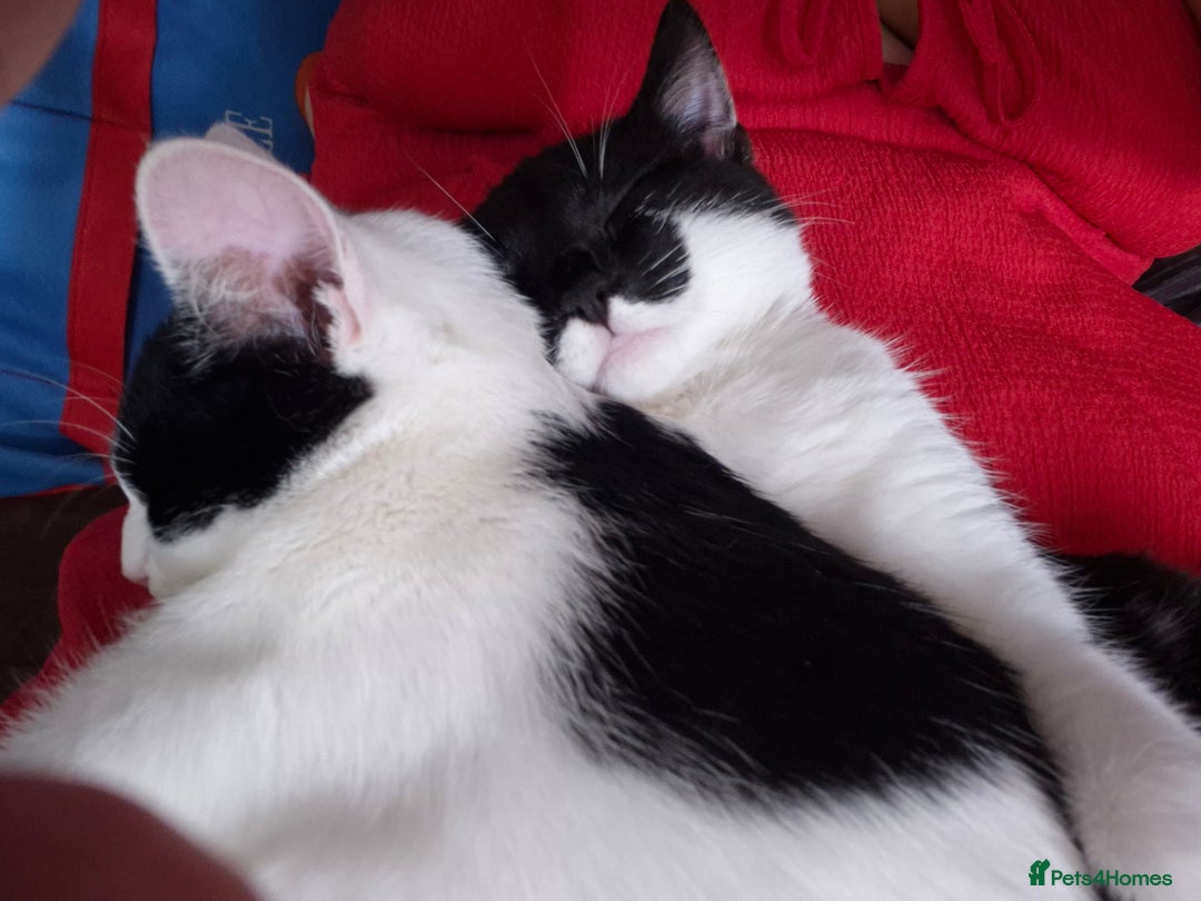 Mixed Breed cats for sale: 6 month old kittens - Image 3