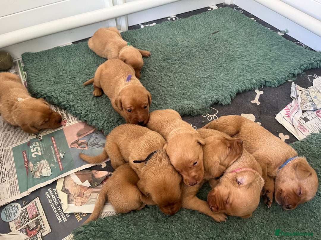 Labrador Retriever dogs for sale: Fox red Labrador Puppies - Image 4
