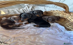 Miniature Dachshund dogs for sale: MINIATURE DACHSHUND PUPPIES  - Advert 6