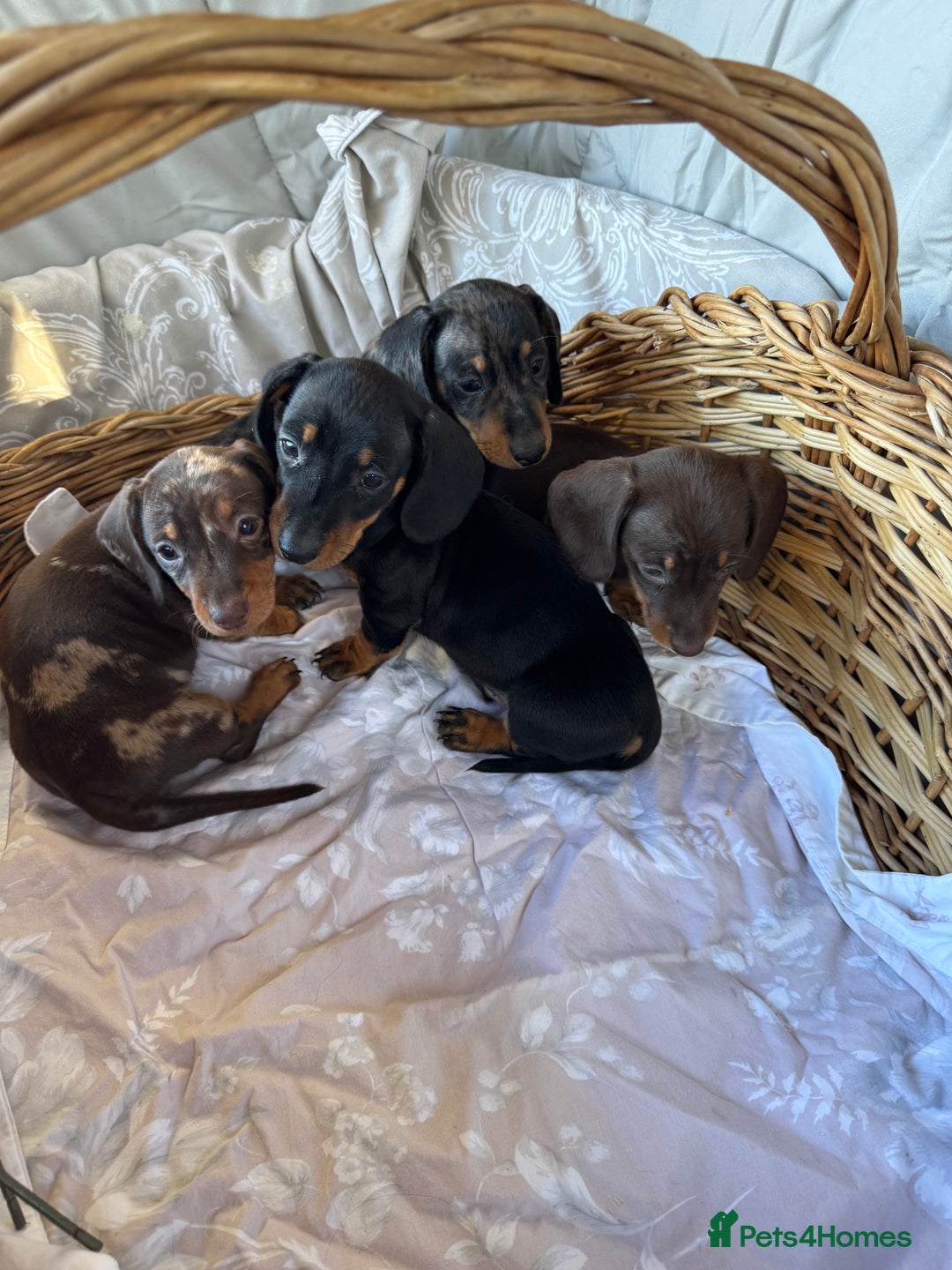 Miniature Dachshund dogs for sale: MINIATURE DACHSHUND PUPPIES  - Advert 6
