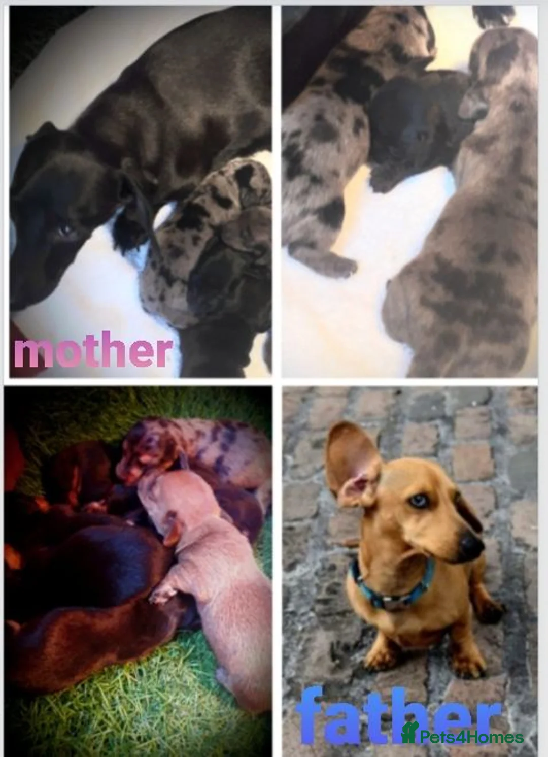 Miniature Dachshund dogs for sale: *AMAZING*QUALITY*TRUE*MINIATURE*DACHSHUNDS* in Sheffield - Advert 2