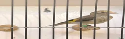 Finches birds for sale: CLASS HAND TAMED GOLDFINCHES AND MULES! BBC 2026!! in London - Advert 4