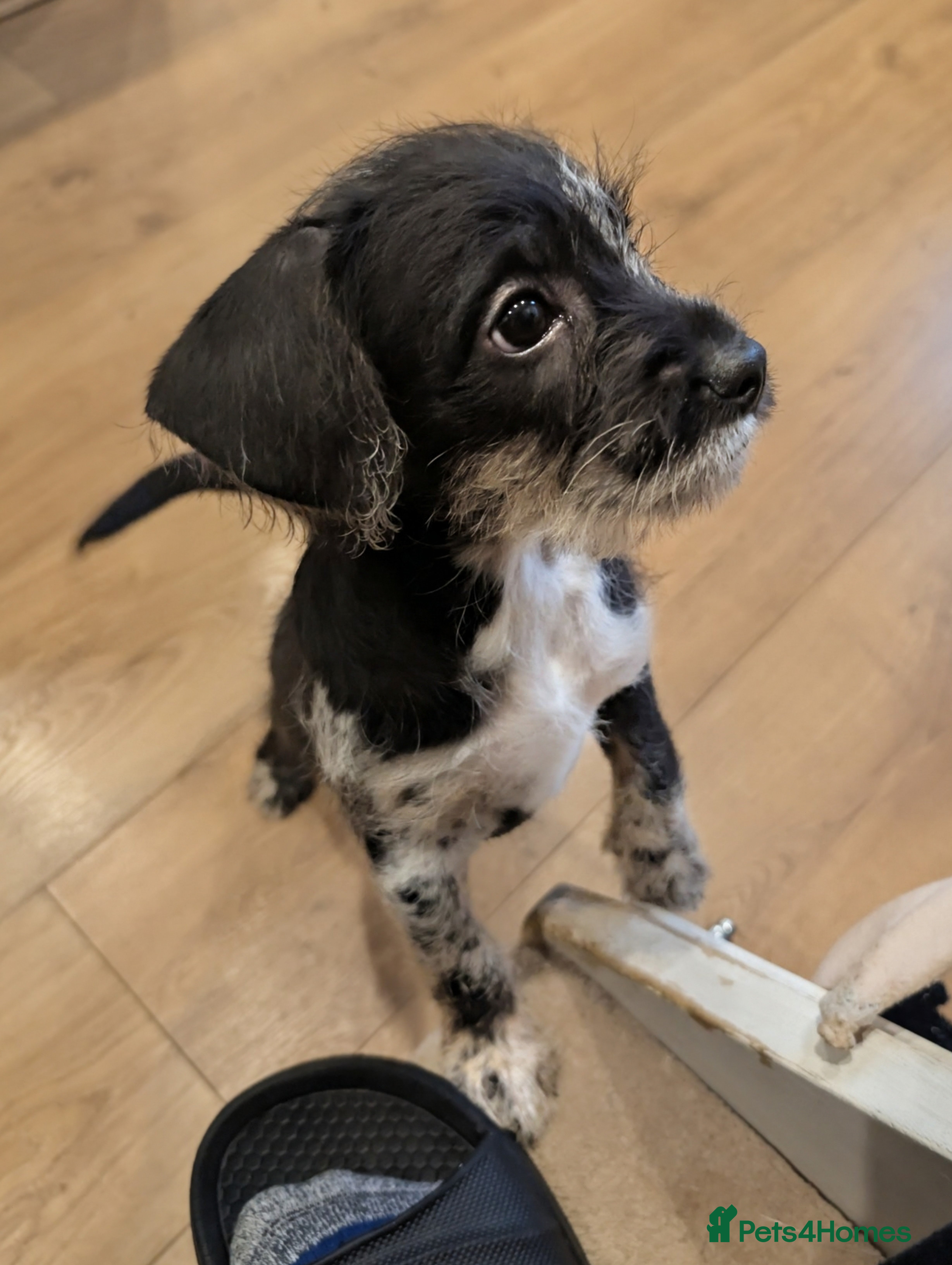 Mixed Breed dogs Frenchi /Mini Poodle Puppies ❤️ 2 LEFT - Advert 1