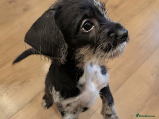 Mixed Breed dogs Frenchi /Mini Poodle Puppies ❤️ 2 LEFT - Advert 1