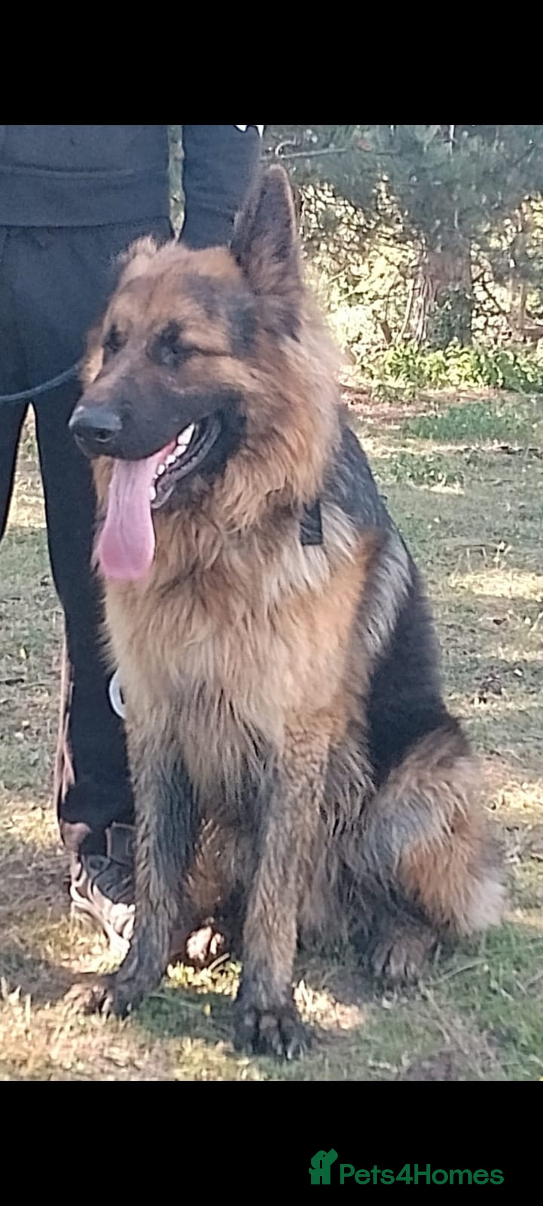 German Shepherd dogs for sale: German shepherd puppies - Advert 1