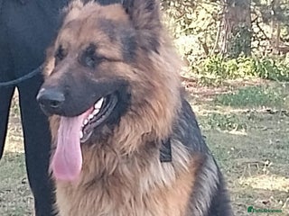 German Shepherd dogs German shepherd puppies - Advert 2