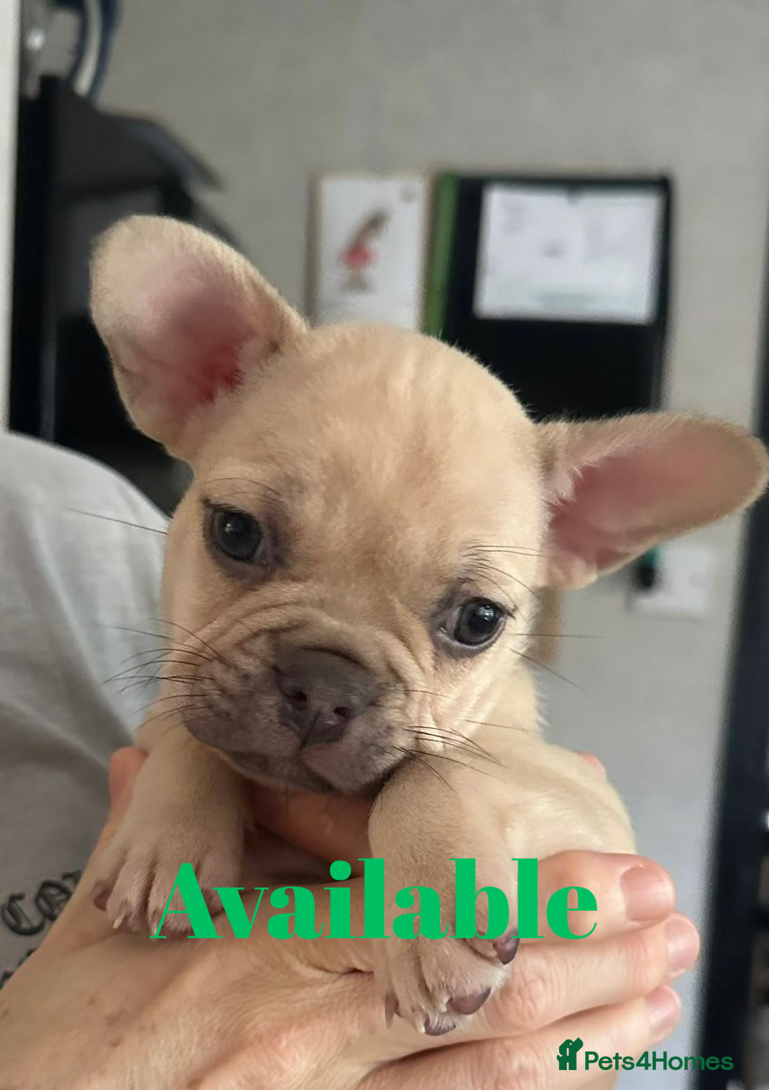 French Bulldog dogs for sale: FRENCH BULLDOG PUPPIES , THOROUGHBRED  - Image 5