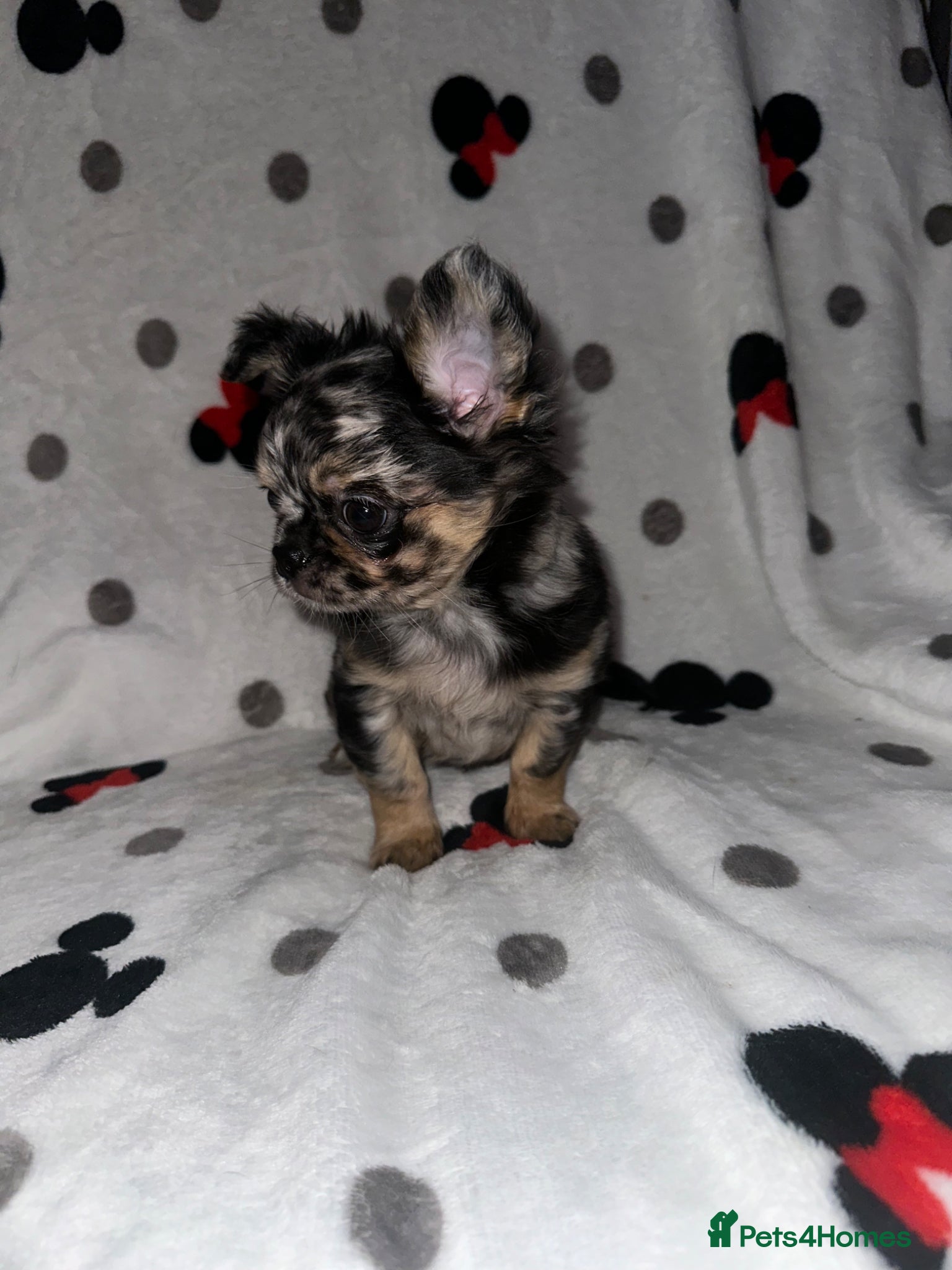 Chihuahua dogs Longhair Chihuaha Puppys - Advert 17