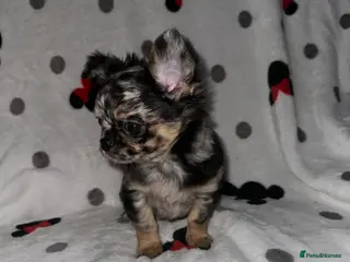 Chihuahua dogs Longhair Chihuaha Puppys - Advert 17