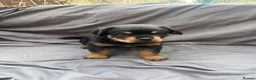 Rottweiler dogs for sale: Rottweiler pups - Advert 12