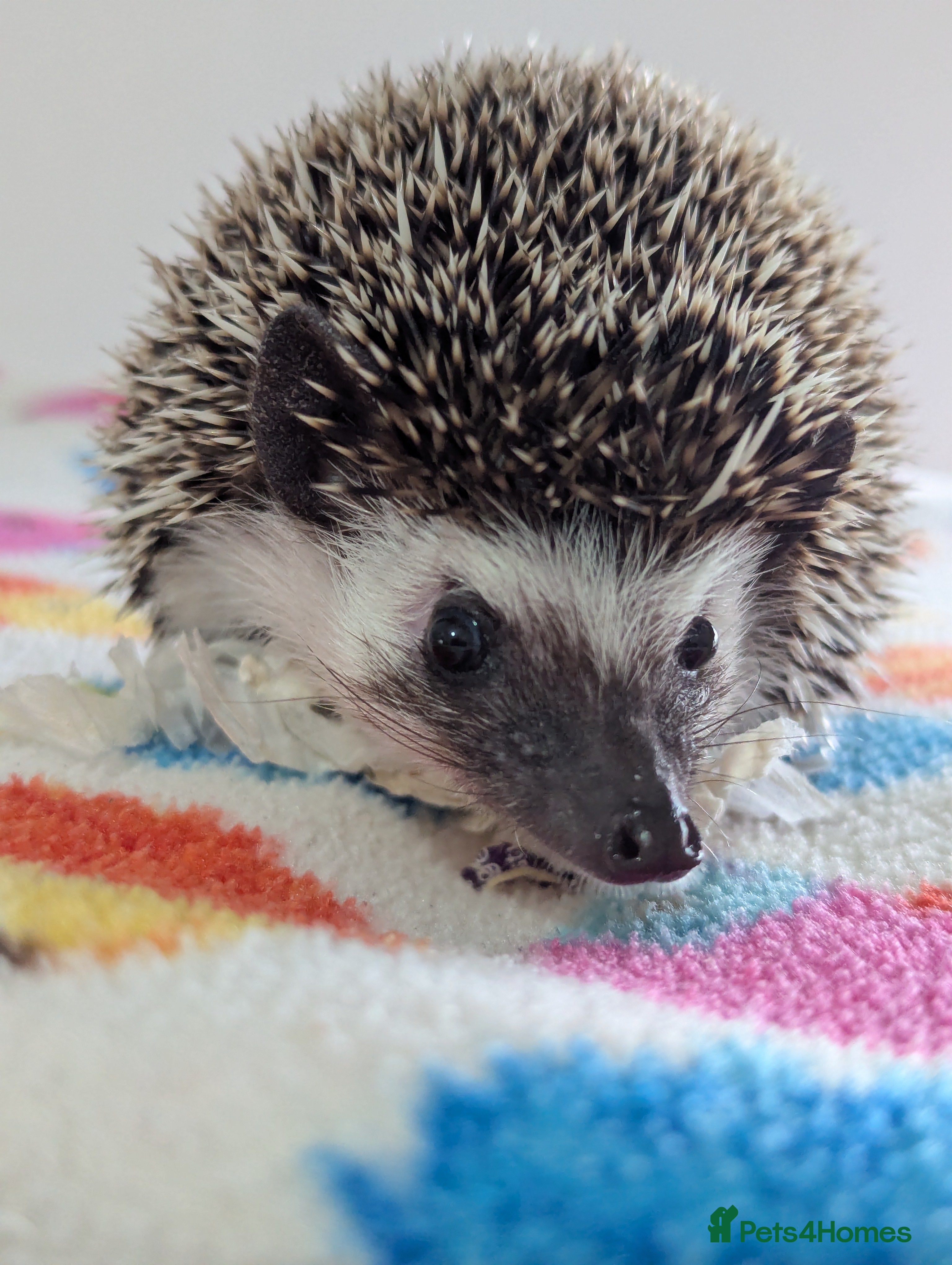 Pygmy Hedgehog rodents Beautiful Female Hoglet /Ready Now/Reduced!! - Advert 9