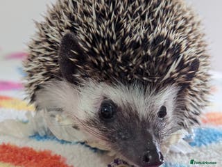 Pygmy Hedgehog rodents Beautiful Female Hoglet /Ready Now/Reduced!! - Advert 6