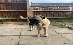Mixed Breed dogs for sale: Mastiff cross. 2 year old. Family dog.  in Nuneaton - Image 8