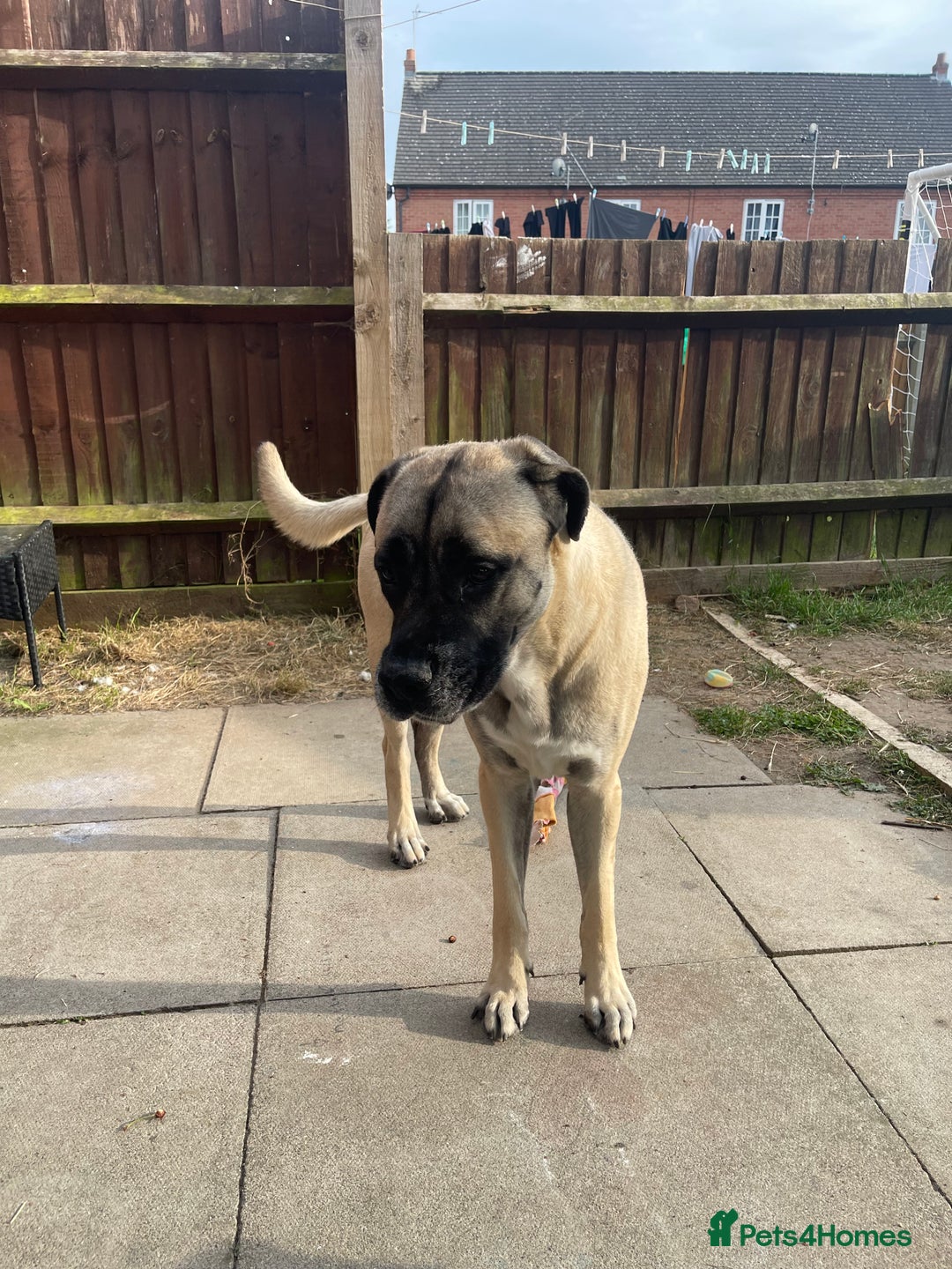 Mixed Breed dogs for sale: Mastiff cross. 2 year old. Family dog.  in Nuneaton - Image 8