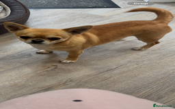 Chihuahua dogs for sale: Chihuahua  - Image 1