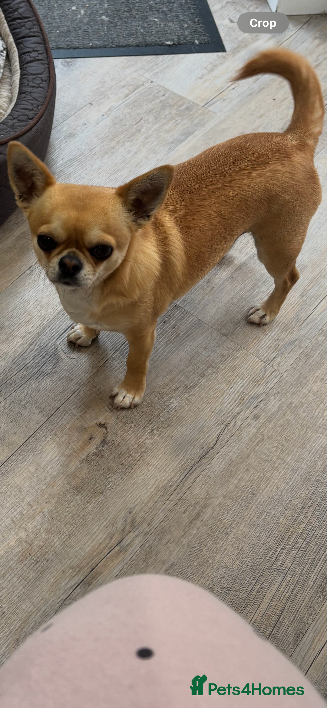 Chihuahua dogs for sale: Chihuahua  - Image 1