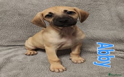 Mixed Breed dogs for sale: Pug x Lucher  - Image 6