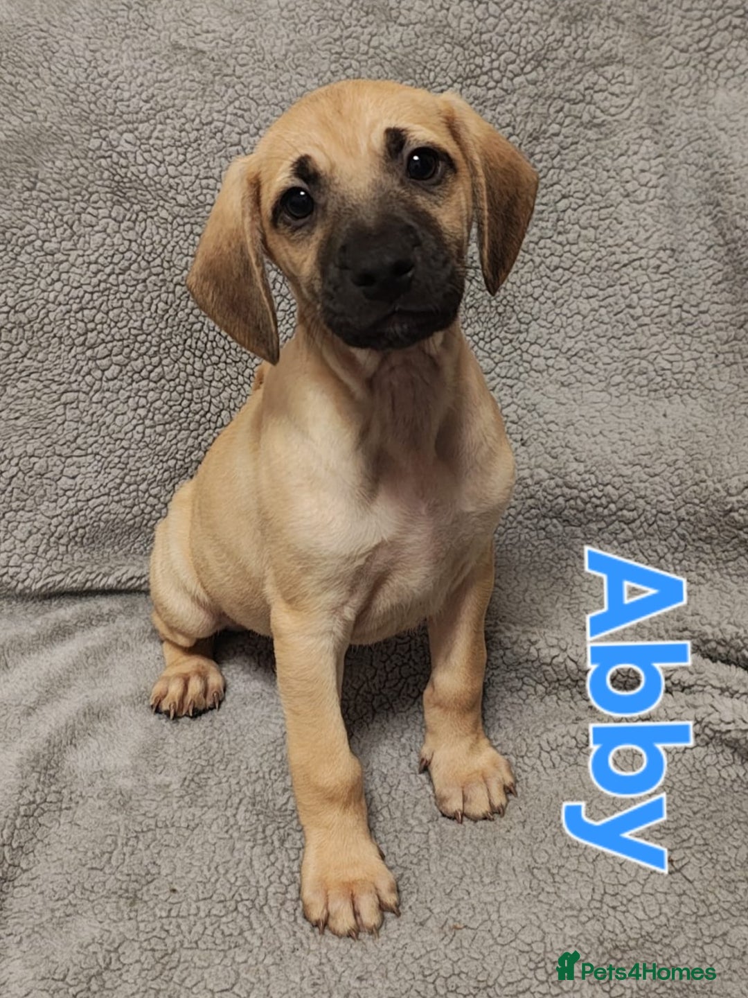 Mixed Breed dogs for sale: Pug x Lucher  - Image 6