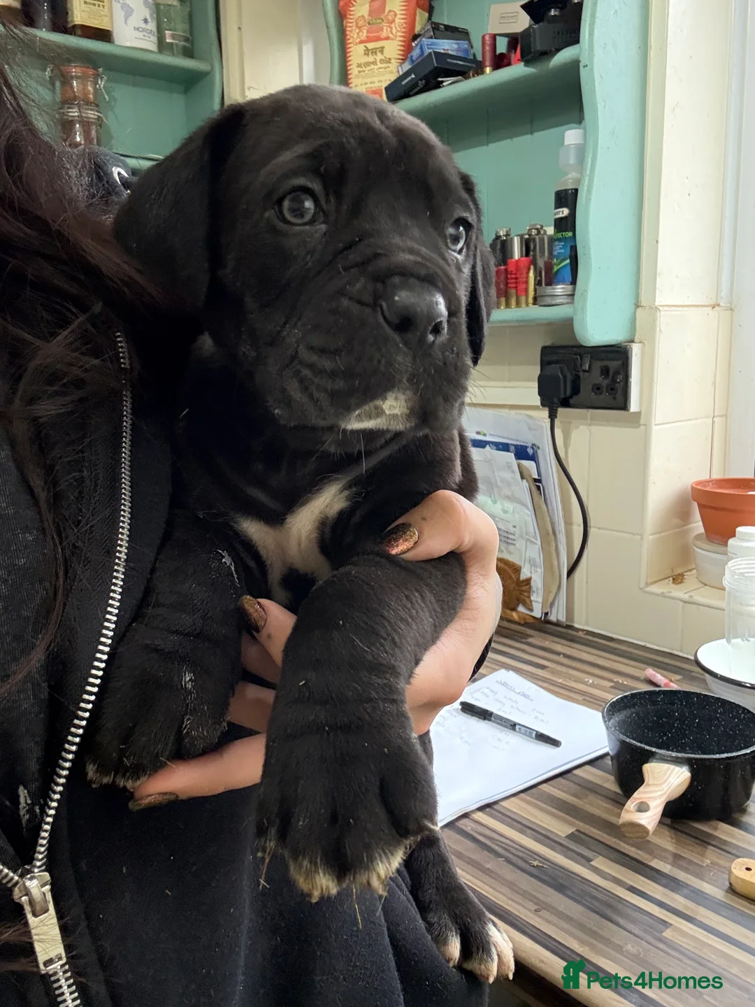 Mixed Breed dogs for sale: Cane Corso Puppies  - Advert 10