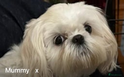 Shih Tzu dogs for sale: Lavender White Imperial Shih Tzu Puppies - Image 6