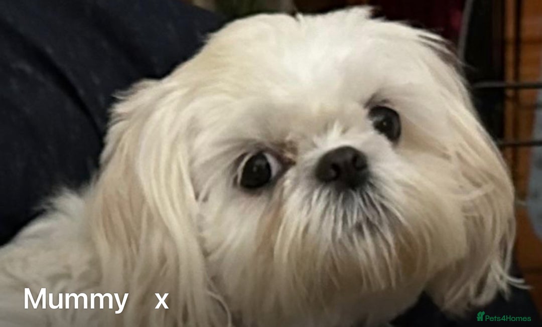 Shih Tzu dogs for sale: Lavender White Imperial Shih Tzu Puppies - Image 6