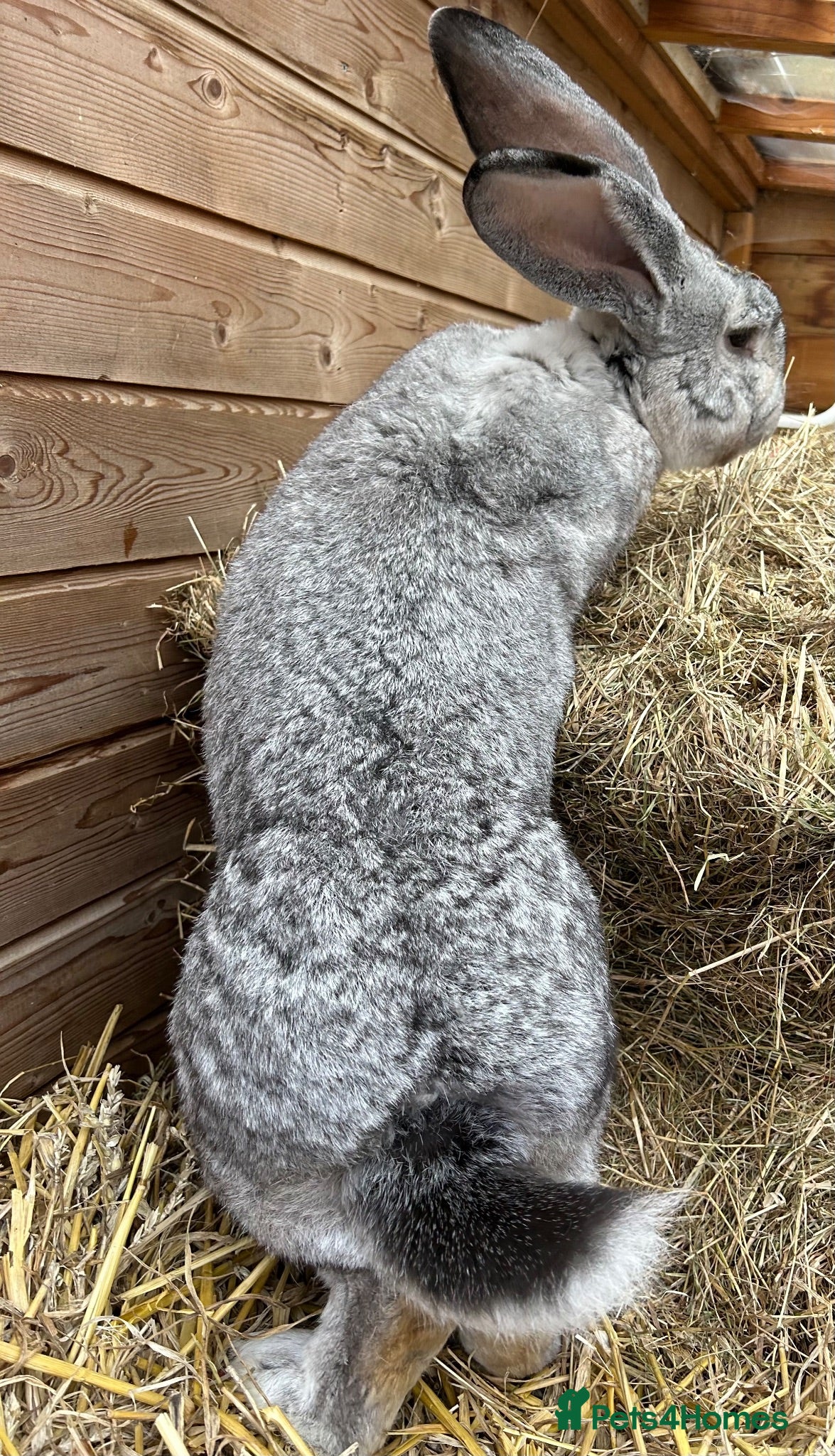 Continental Giant rabbits Worlds Biggest Bunnies  - Advert 2