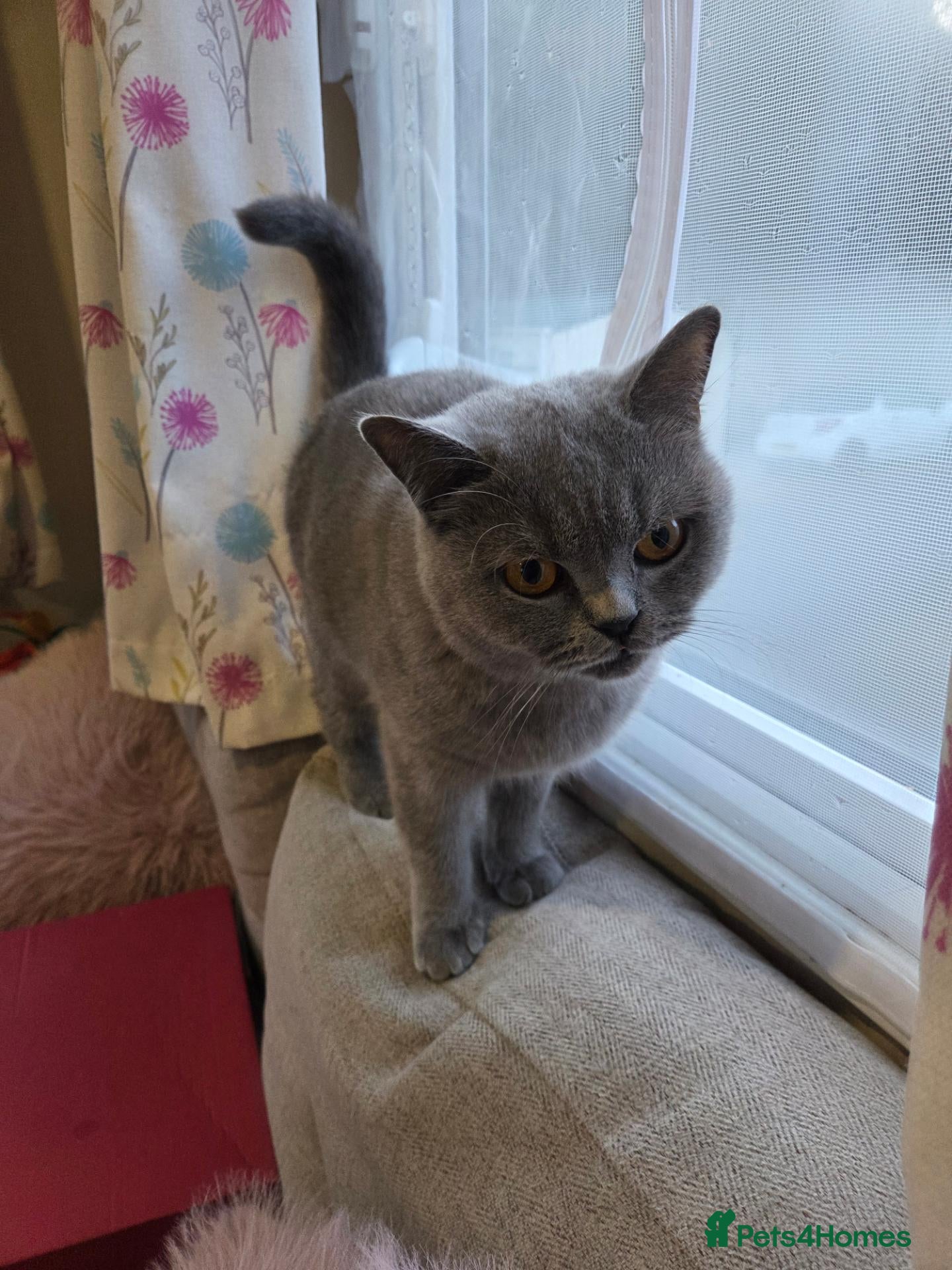 British Shorthair cats GCCF Active Blue British Short Hairs - Advert 1