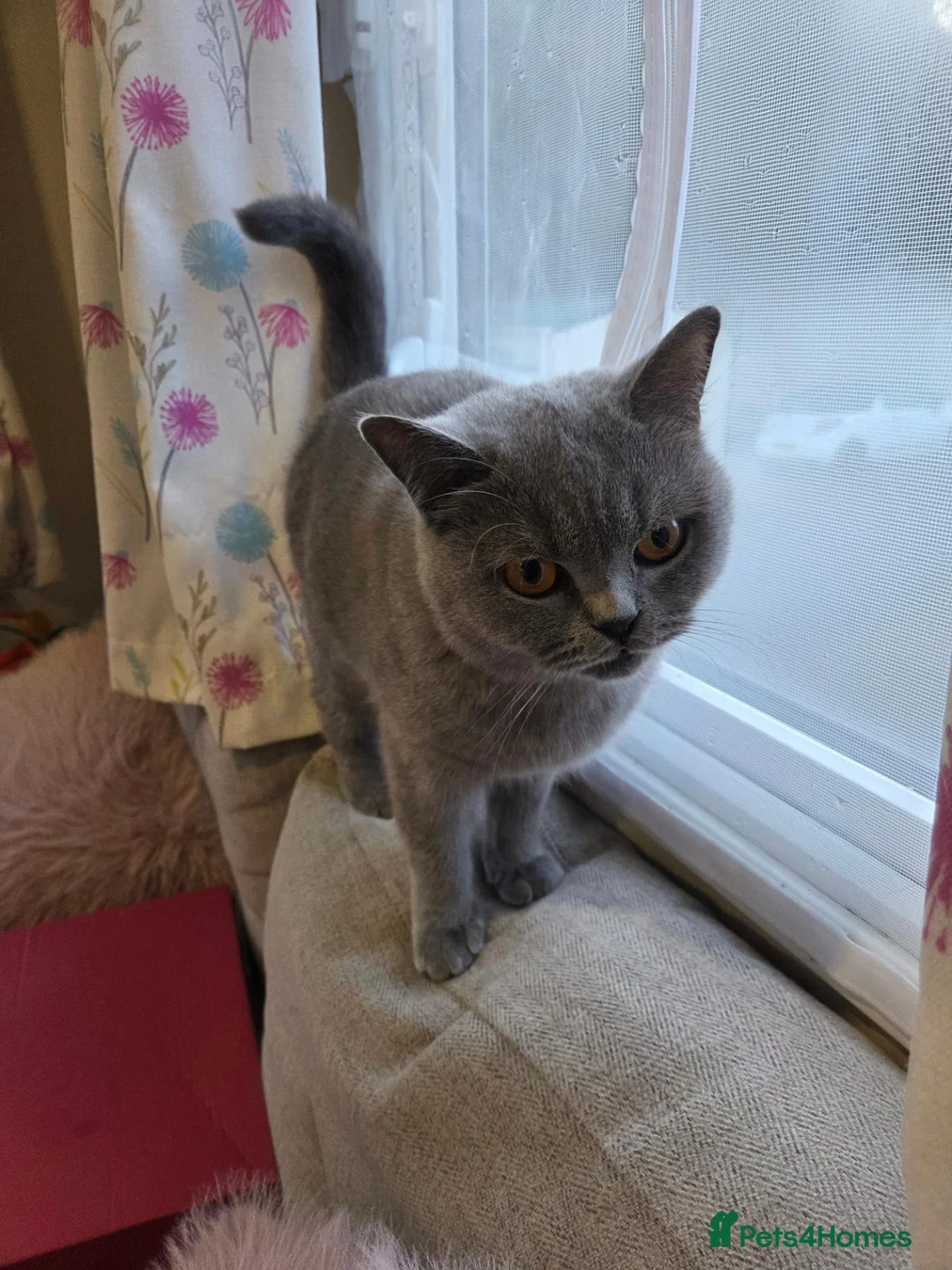 British Shorthair cats for sale: GCCF Active Blue British Short Hairs in Saint Leonards-on-sea - Advert 1