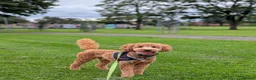 Cavapoo dogs for sale: Male cavpoo - Advert 3