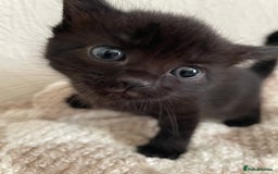 British Longhair cats for sale: Honey’s Kittens!  - Image 10