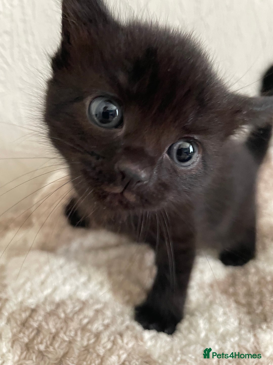 British Longhair cats for sale: Honey’s Kittens!  - Image 10