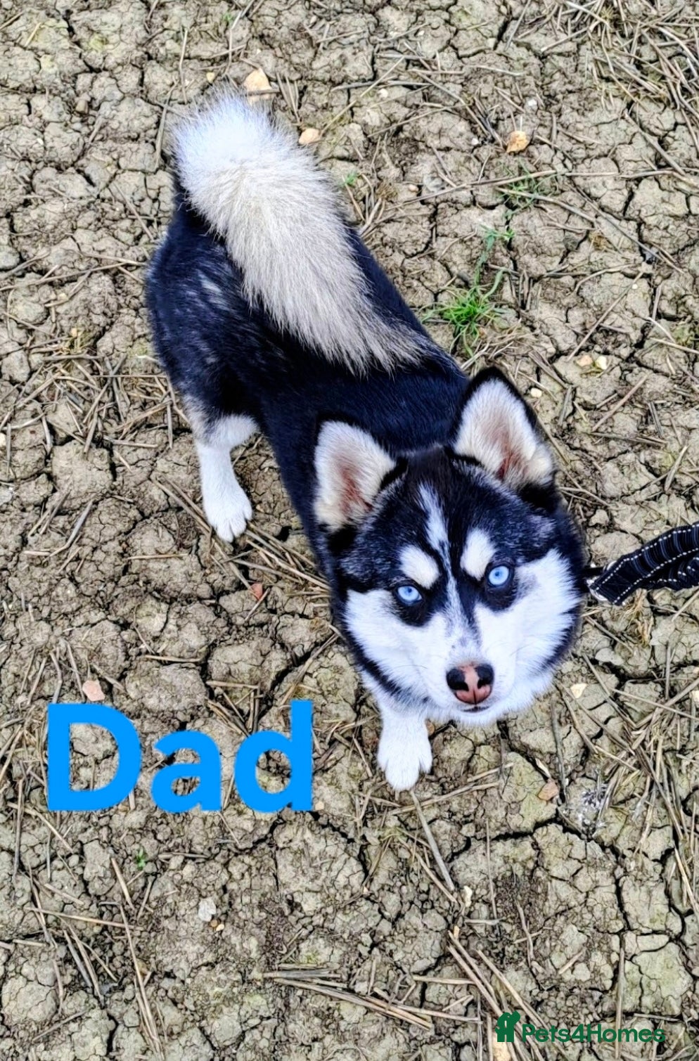 Pomsky dogs Blue Eyed F4 Toy Pomskies Ready Now - Advert 3