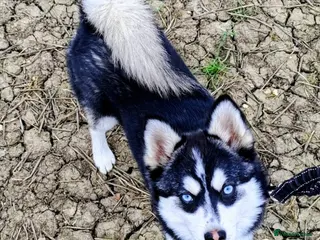 Pomsky dogs Just 2 left! - Blue Eyed F4 Toy Pomskies Ready Now - Advert 1