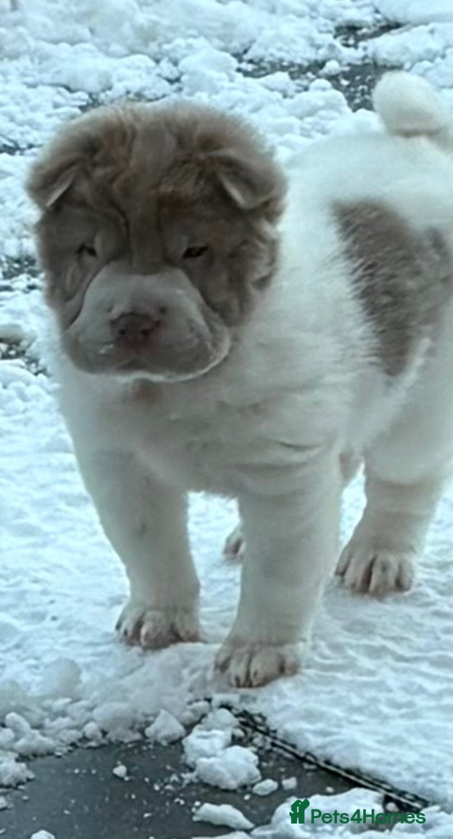 Shar Pei dogs Ready now amazing bear coat !!!!  - Advert 1
