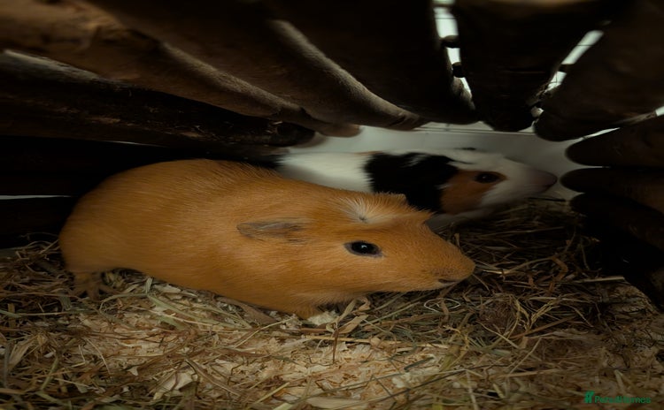 Guinea Pig rodents - Advert 1