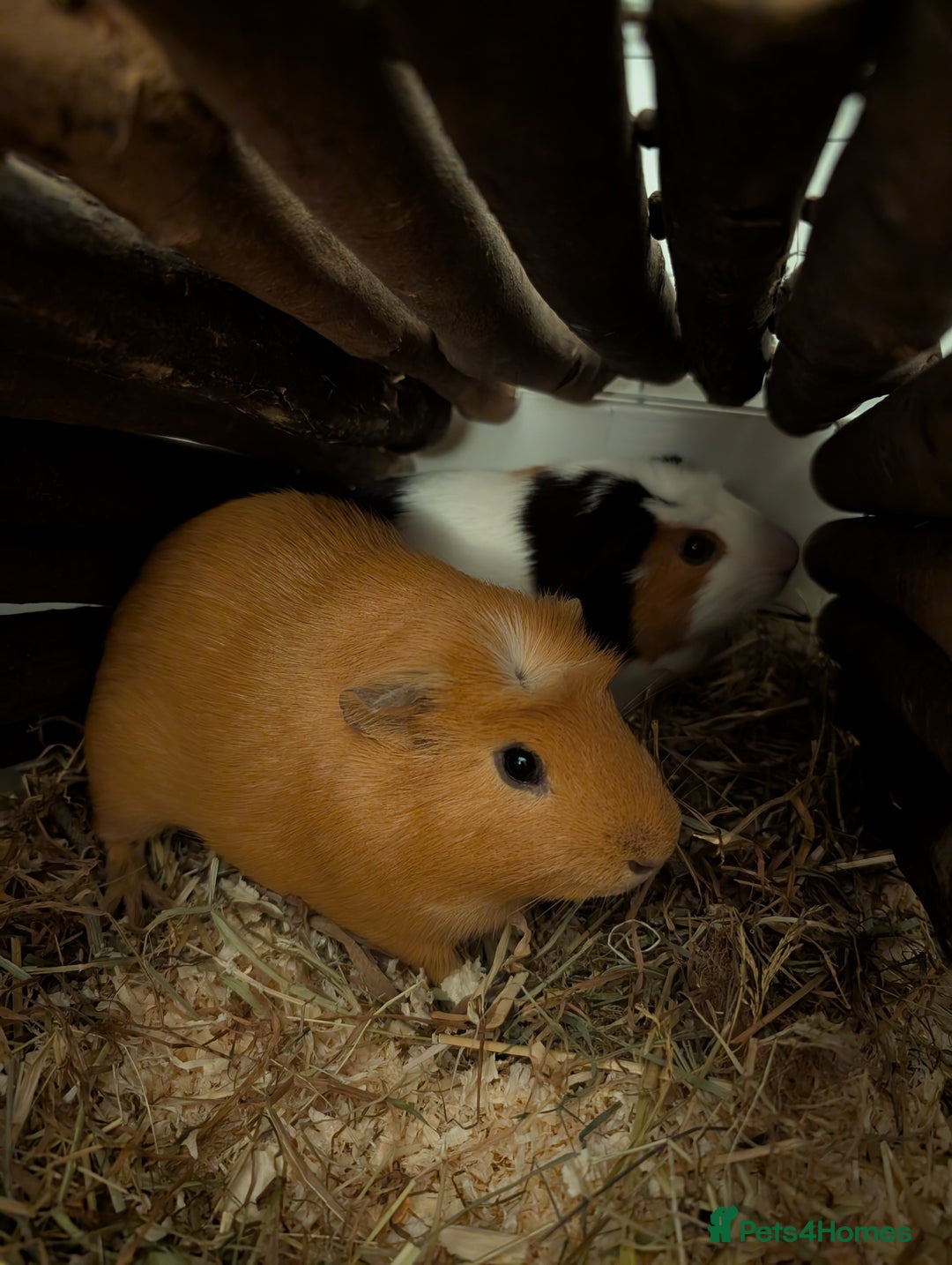 Guinea Pig rodents for sale: Two male guinea pigs free to a good, loving home. - Image 1