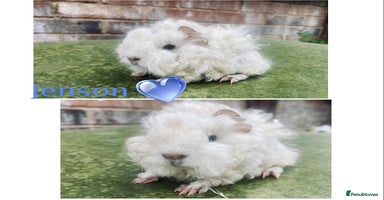 Guinea Pig rodents in Rotherham - Advert 5
